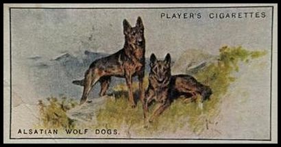 32 Alsatian Wolf Dogs